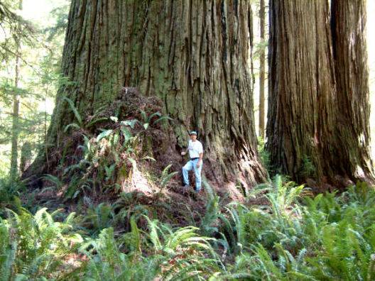 redwood-base-2.jpg