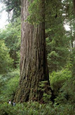 redwood-base.jpg