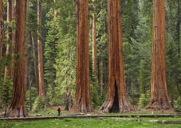 redwood-stand-2.jpg