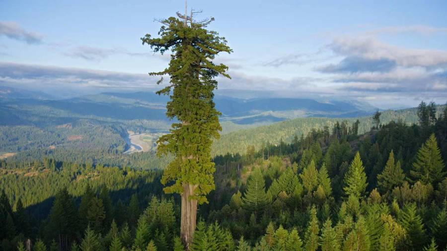 redwood-altura-112m.jpg