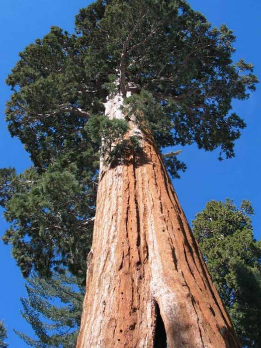 redwood-hyperion.jpg