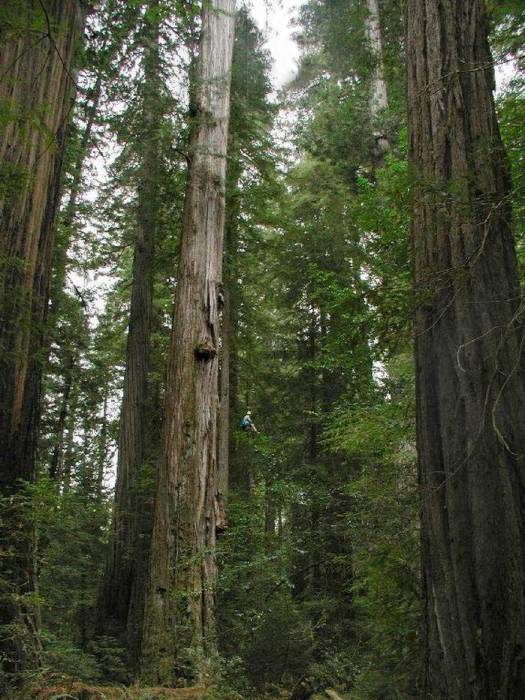 redwood-stand.jpg