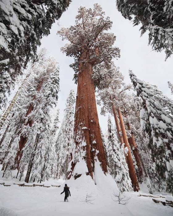 redwood-winter.jpg
