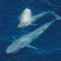 blue-whale-calf.jpg