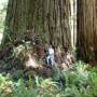 redwood-base-2.jpg