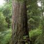 redwood-base.jpg