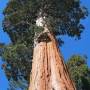 redwood-hyperion.jpg