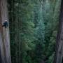 redwood-tree-climbing-2.jpg