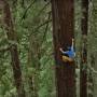 redwood-tree-climbing.jpg