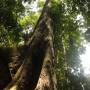 tallest_tree_in_the_tropics.jpg