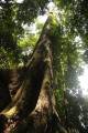 Qual a árvore tropical mais alta do mundo?
